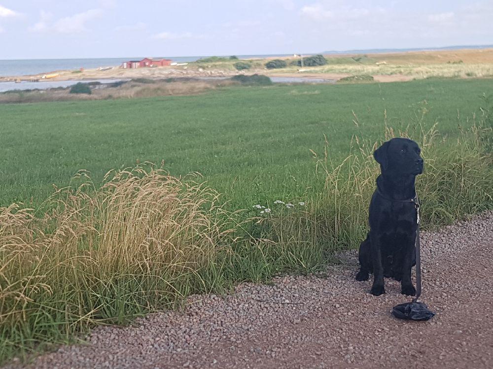 Laxvik Camping, Halmstad, Sweden