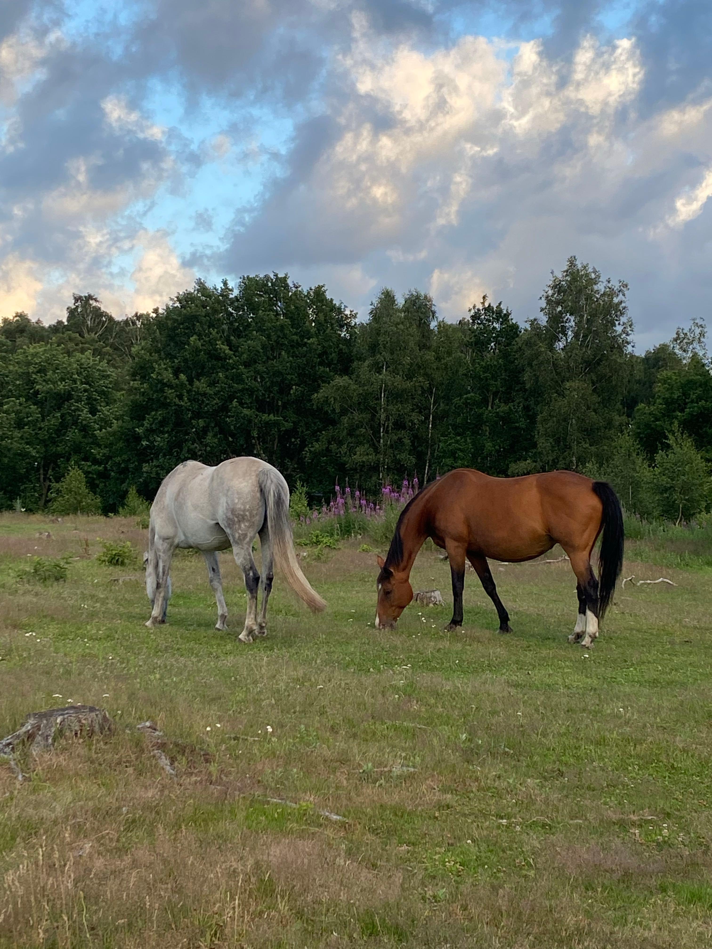 Furala Ställplats, Laholm, Sweden
