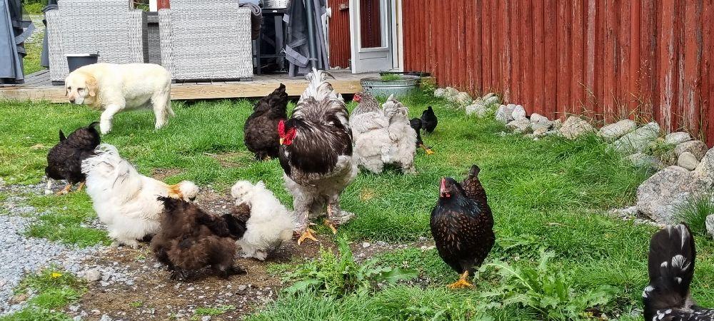 Rödvattnet Stugby & Camping, Rödvattnet, Sweden