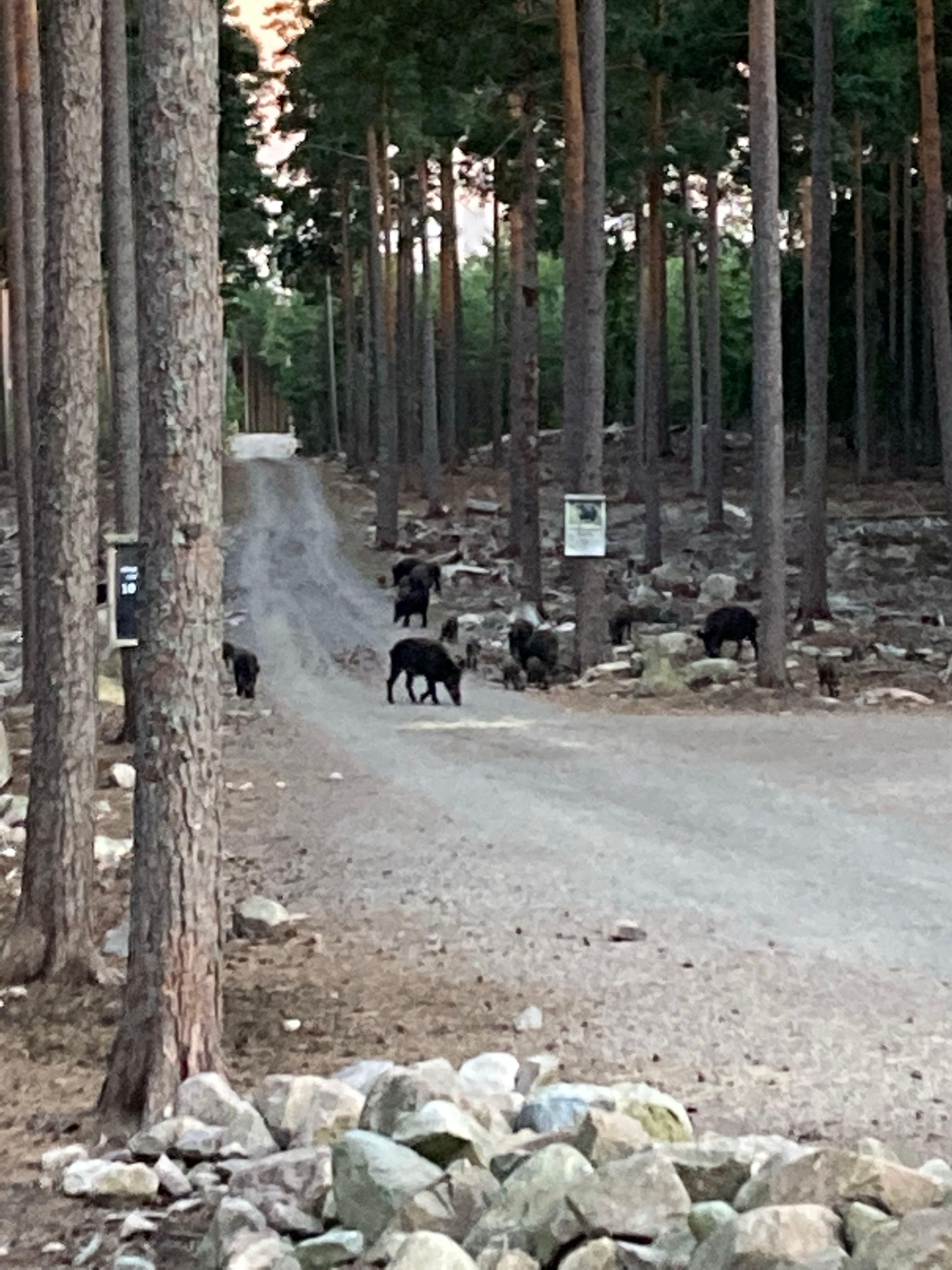 Kosta Safaripark Ställplats, Kosta, Sweden
