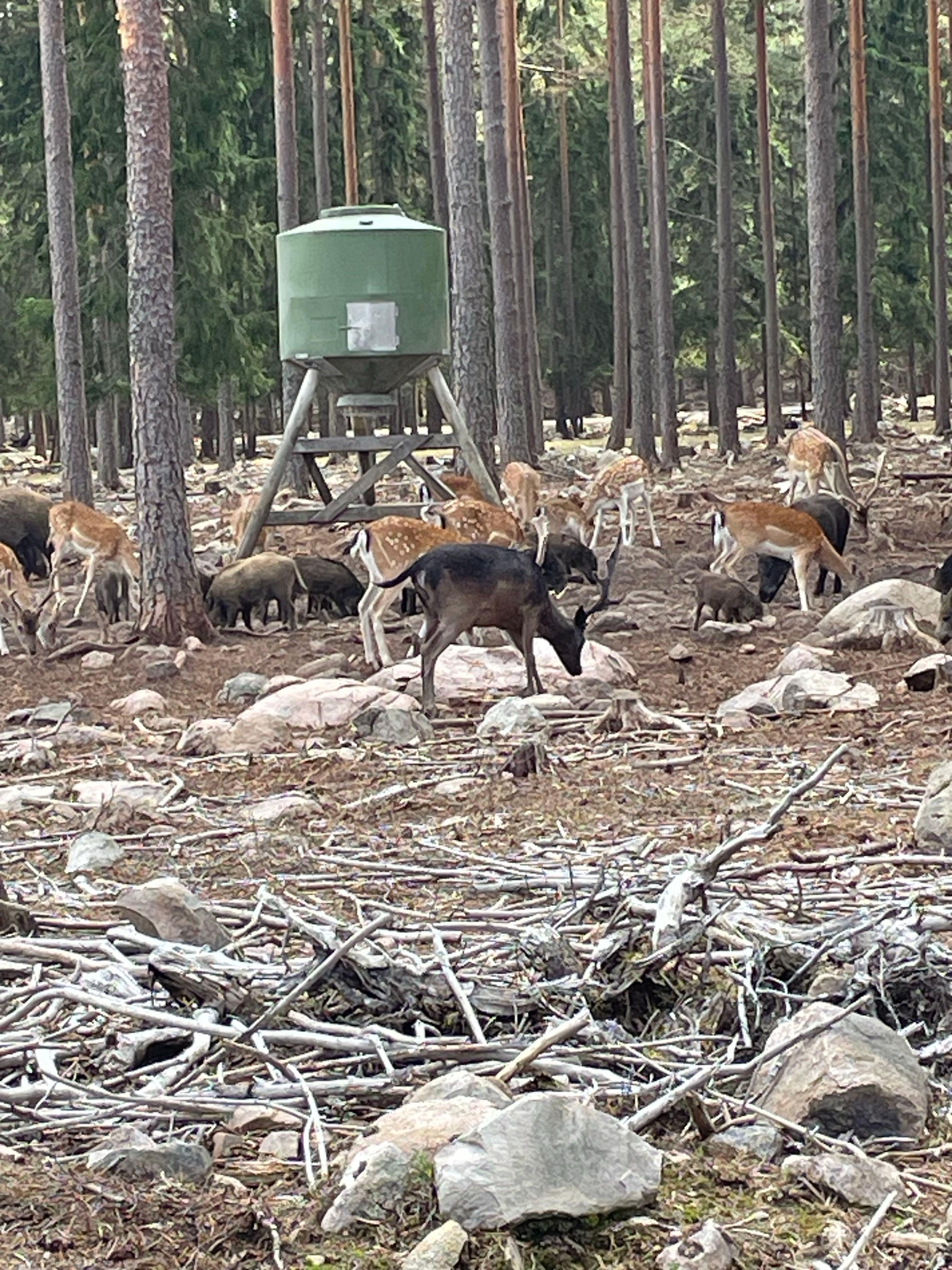 Kosta Safaripark Ställplats, Kosta, Sweden