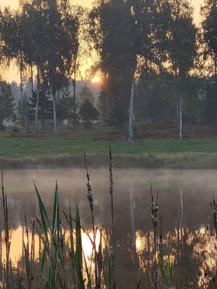Sibiriens Fiske, Mariestad, Sweden