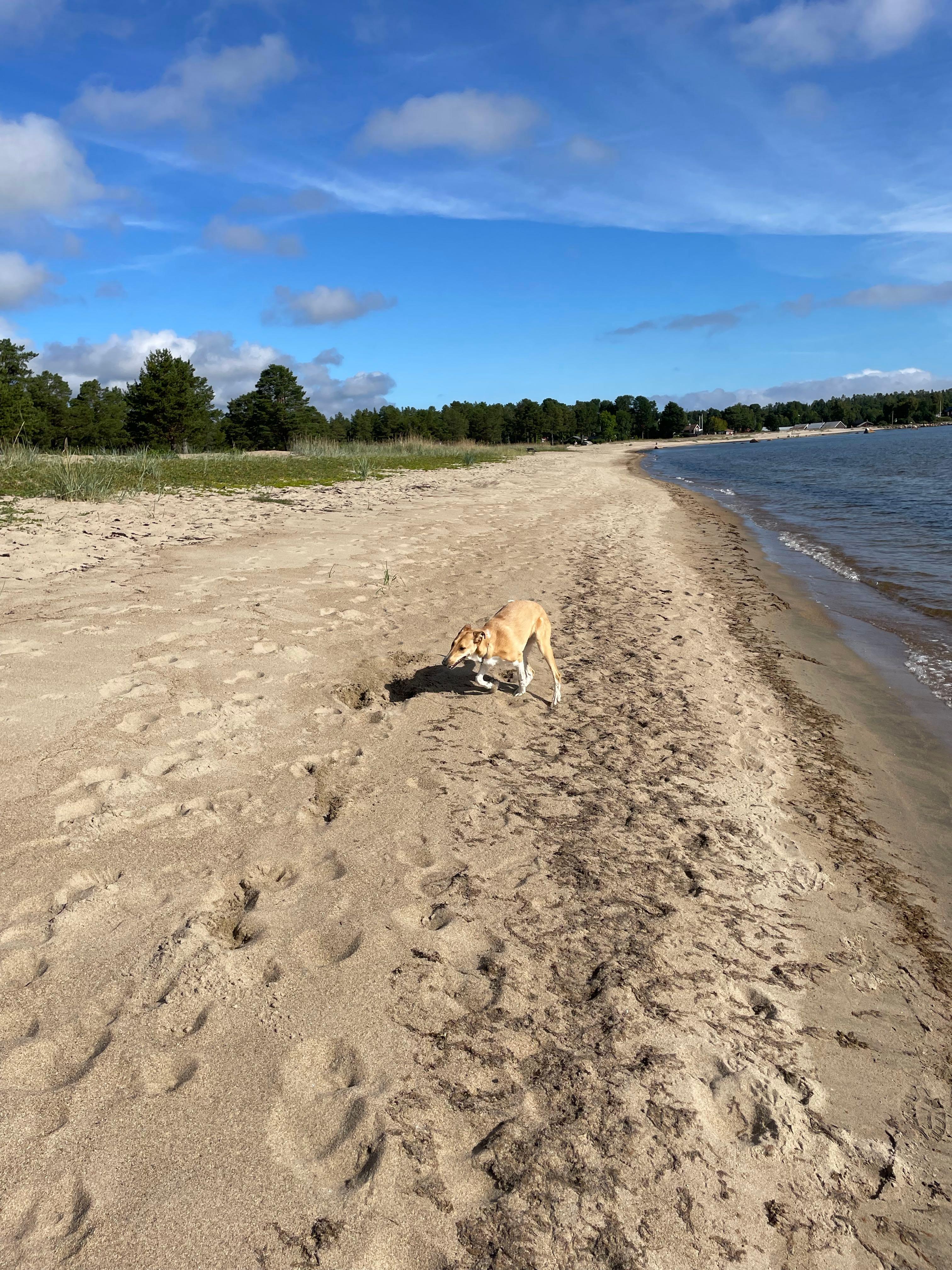 Sörfjärdens Camping, Gnarp, Sweden