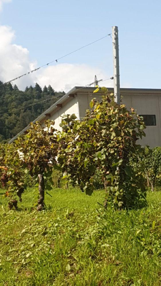 Im Weinberg, Ernst, Germany