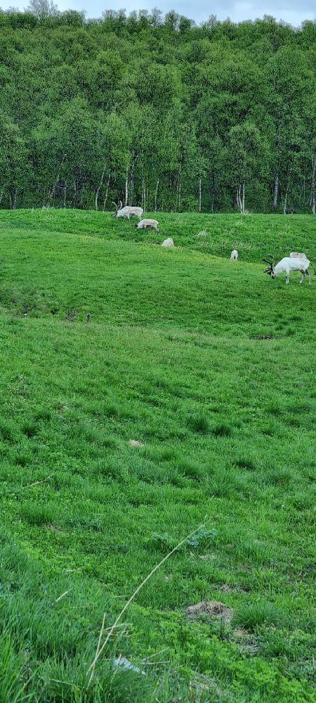 Fjällnäs camping, Fjällnäs, Sweden