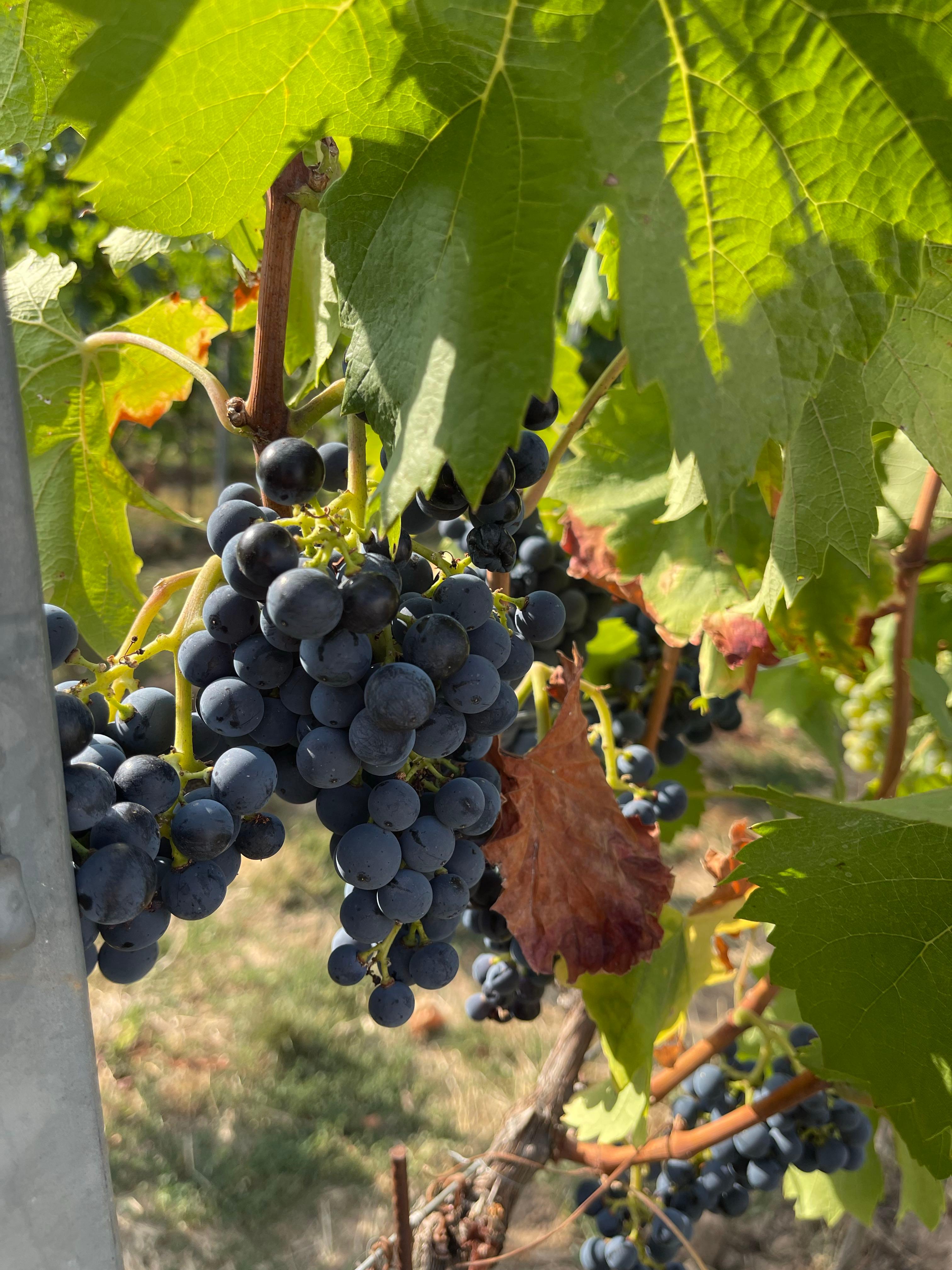 Weingut Rainer Boos, Edesheim, Germany
