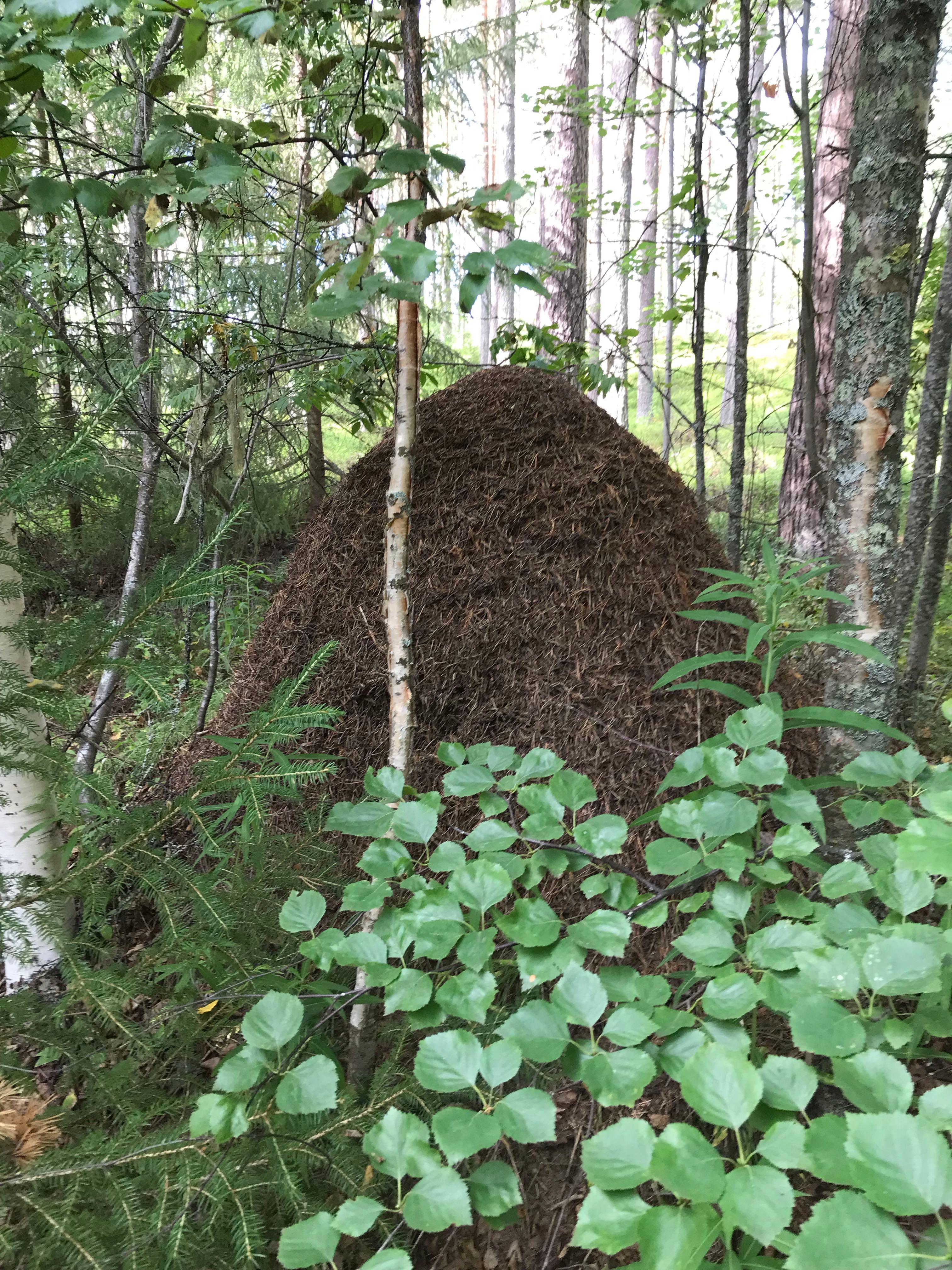 Rossön Camping, Rossön, Sweden