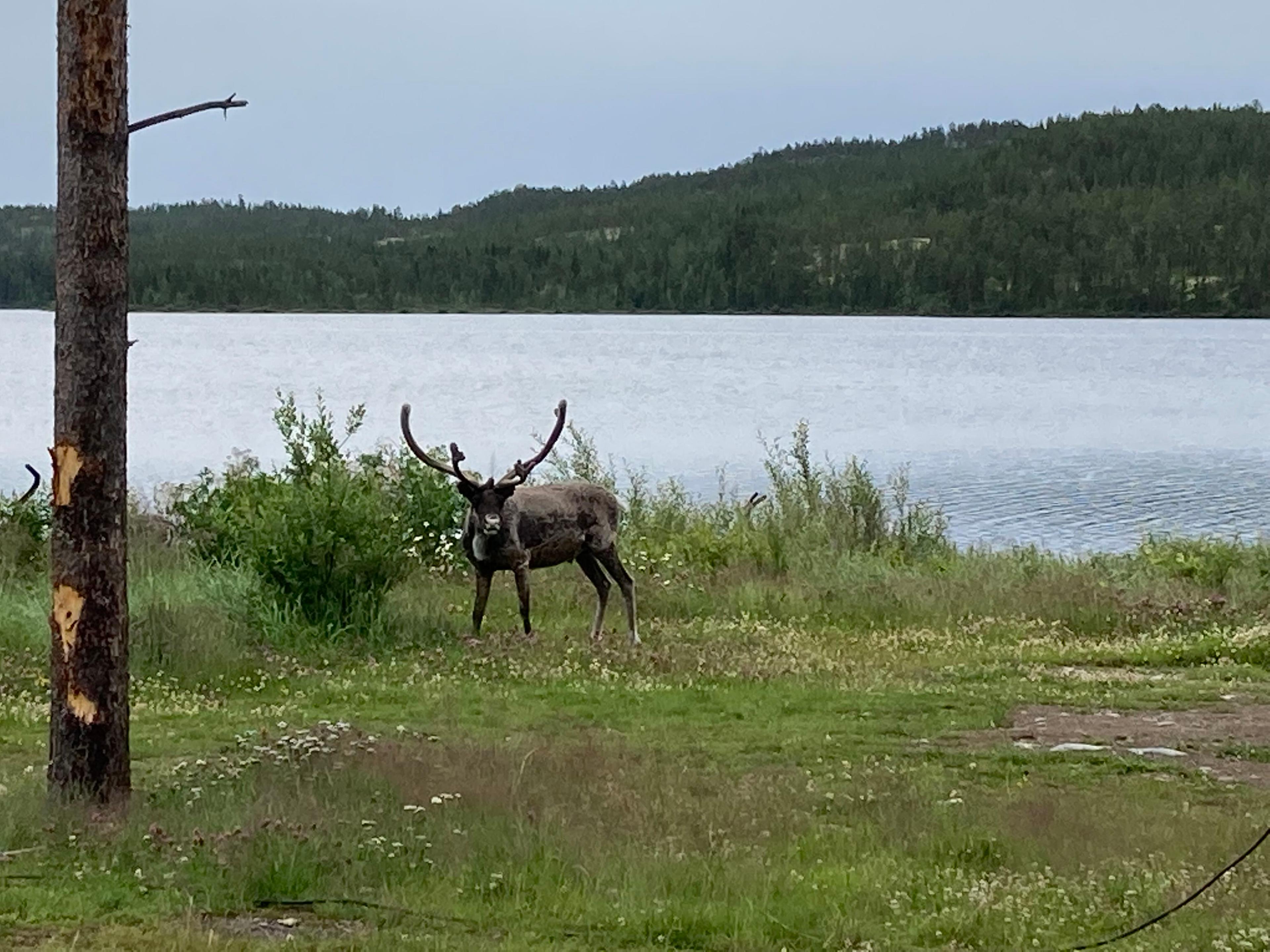 Näsets camping, Idre, Sweden